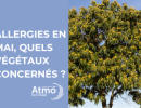 allergies_en_mai_quels_vegetaux_concernes