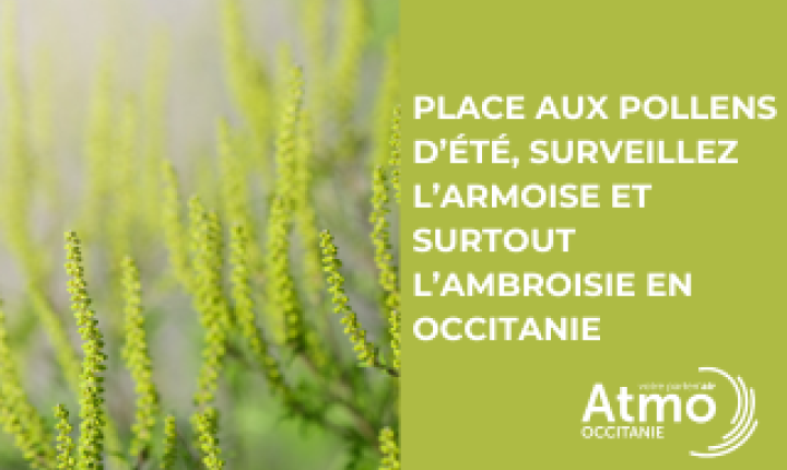 Les pollens de l'été en Occitanie
